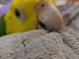 Amazon cuteness overload