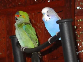 Parrots in opposite colors