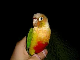 Pineapple conure's colors not as bright after molt...