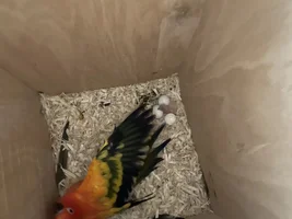 My sun conures started laying eggs!
