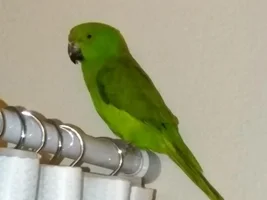 Just wanted to show a pic of Kiwi...