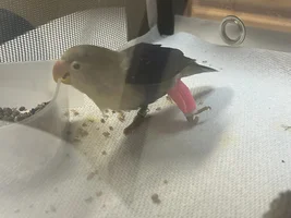 What’s species is this little guy?