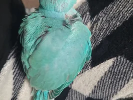 What's the color mutation?