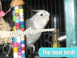 Your bird’s magazine cover