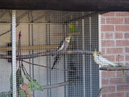 Hannah's little Parrots thread 🦜