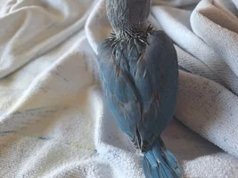 Are my IRN's feathers in a bad condition?