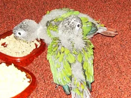 New baby Green Cheek Conure! (Watch him/her grow!)