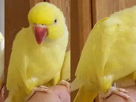 All about Mango