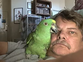 How many birds in parrot forums ?