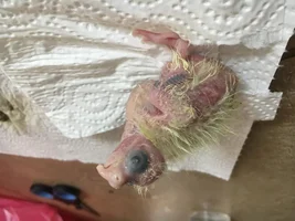 Cockatiel Chick Problems?