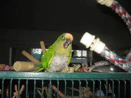 Give me pics of your parrots so I can practice drawing! (Closed for now)