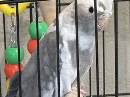 Recently got a cockatiel not sure of sex?