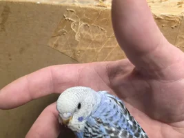 OK so attempt two.   Not my attempt The budgies insist.