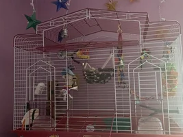Ooo birb corner