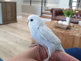 Small bird photo thread!