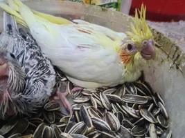 Male or female