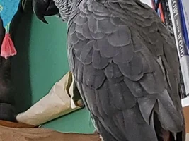 25 yo male Congo African Grey and needing help with his frequent reguritation and hand humping on me.