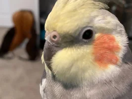 Green nostrils
