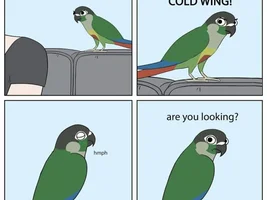 The best Bird meme!!