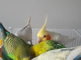 How many birds in parrot forums ?