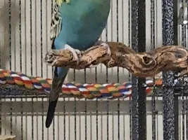 2 Budgies and a Tiel
