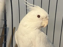 Male or female?