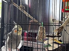 HELP! 6 months Cockatiel is confusing me