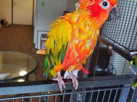 Moving out with birds - Studio apartment safety?