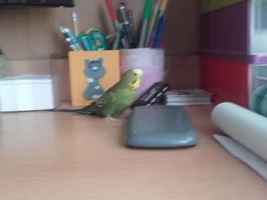 R.I.P. Romek - his story