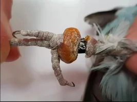 Hello, I signed up because I want to learn more about parrot care