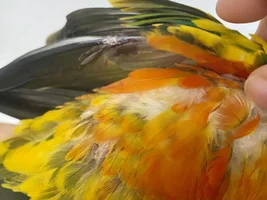 Bloody feather on his left wing