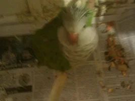 Need help Identifying my new bird