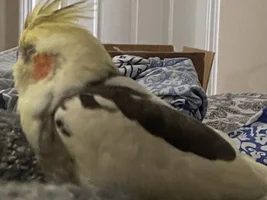 Quick question about being sick and near a bird