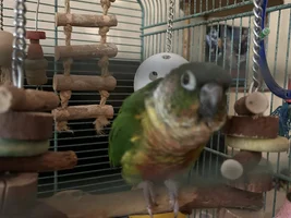 Domnijoe - The Art Studio and Bird Herder's Residence