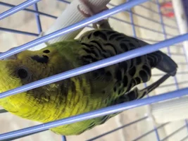 Why is my Budgie sleeping and not eating?