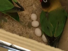 Will my lovebird pair abandon their clutch?