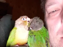 Normal Flock Preening Behavior or Unusual?