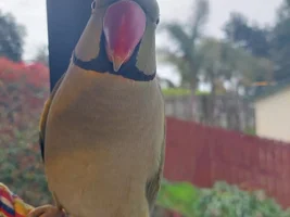 Alexandrine contact call. hormones or anxiety?
