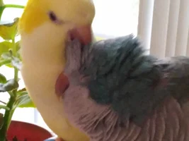 Laura's Flock Thread