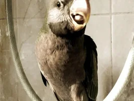 New Update of Double Six ( my Derbyan Parakeet)