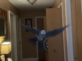 Lemme see ya favorite pics of your birbies 👁️👄👁️