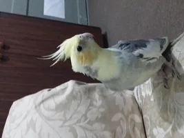 New Owner of two cockatiels!!! help!!!