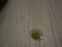 Urgent: Vinaceous-breasted Amazon - normal or abnormal droppings?