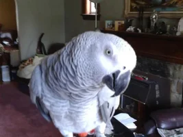 Could I buy this african grey?