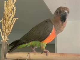 Finding Minho, our red-bellied parrot