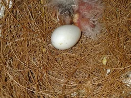 My daughter´s finches
