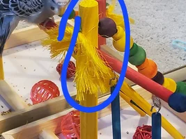 toy suggestions?