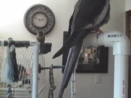 Duff Can Fly Again!!! She Can Fly!!!