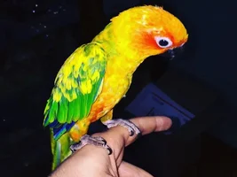 Hello! Few quic questions from Lola my Sun Conure