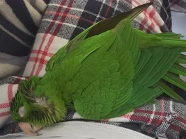 Who can resist a morning conure snuggle? 🥰